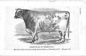SIXTH DUKE OF THORNDALE short horn Bull bred by Samuel Thorne of Thorndale, 1863 - Picture 1 of 1