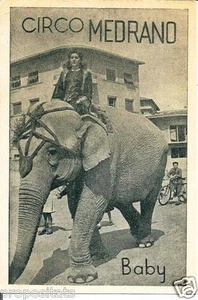 pb 14 Anni 50 CIRCO MEDRANO - Elefante - Cartolina pubblicitaria - Imagen 1 de 1