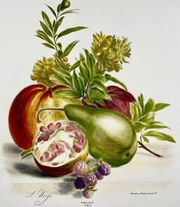 1836 A. Weiss; Desguerrois - feiner Obststrauß - original Handfarbe - Bild 1 von 3