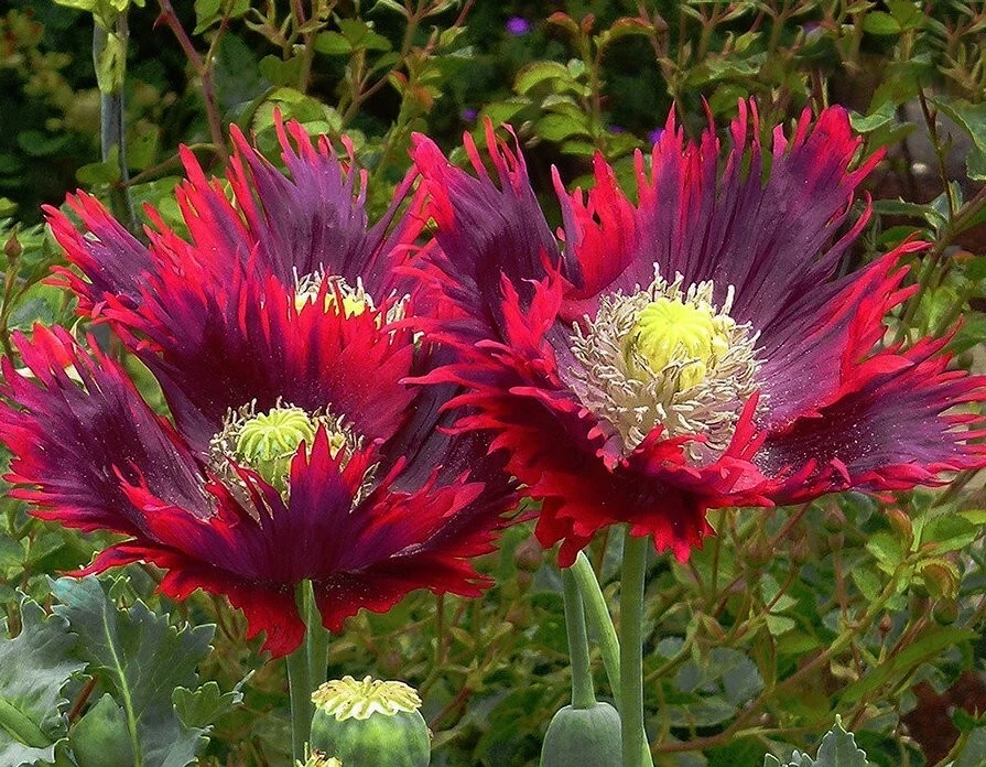 MP 1781MZ Poppy Drama Queen Papaver Riesen Mohn gefranst Samen Stück 30 - Bild 1 von 1