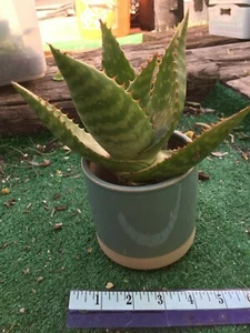 Aloe Maculata Soap Aloe Succulent Cactus Rooted - Picture 1 of 3