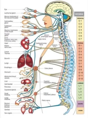Functions by level of spinal cord and more Poster No Frame, Functions - Image 1 of 4