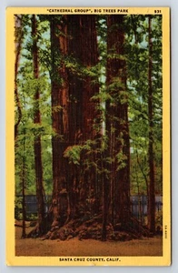 Cartolina Santa Cruz County, California ""Gruppo Cattedrale"", Big Trees Park - Foto 1 di 2