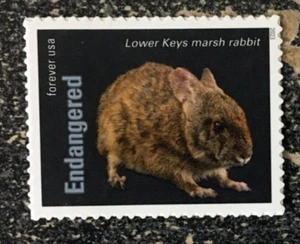 2023USA Forever Endangered Species - Lower Keys Marsh Rabbit Single Stamp Mint - Picture 1 of 1