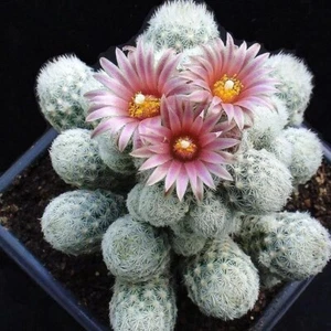 SNEED’S CORY CACTUS (Escobaria sneedii) 10 seeds - Picture 1 of 4