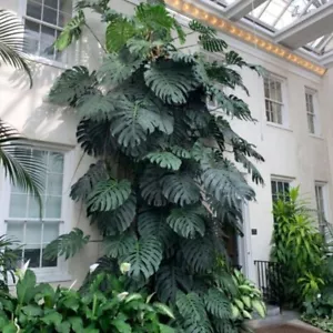 10 MONSTERA DELICIOSA SWISS CHEESE SPLIT Cutting Rooted Node Leaf HOUSE PLANT NE - Picture 1 of 13