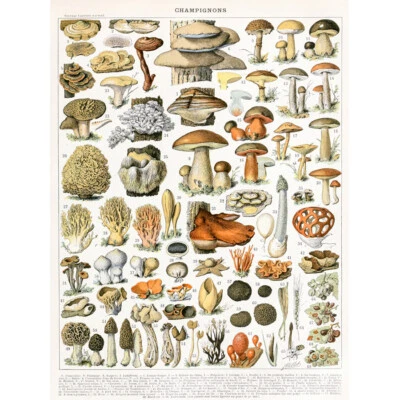 Millot Encyclopedia Page Mushrooms Variety Canvas Wall Art Print Poster - Image 1 of 4