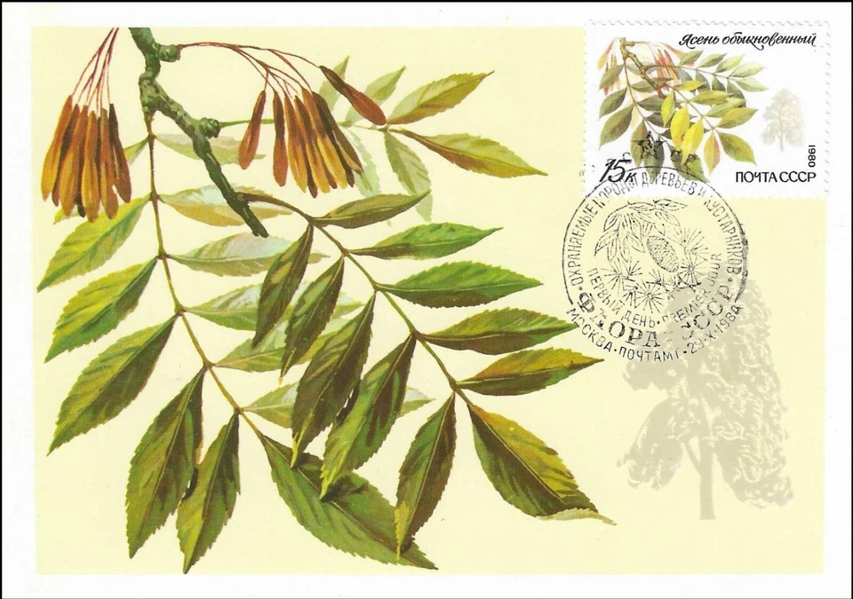 Ash Fraxinus Excelsior Tree Save Nature Russia 15k Mint Tree Maxi FDC Card 1980 - Image 1 of 1
