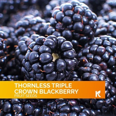 600 Giant Thornless Blackberry Seeds (Rubus Fruticosus) - Image 1 of 4