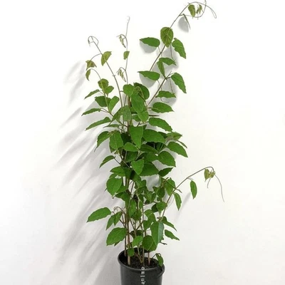 60 Kangaroo Vine Grapes Seeds Garden Fruit Seed Indoor Plant Pot Outdoor - Image 1 of 2