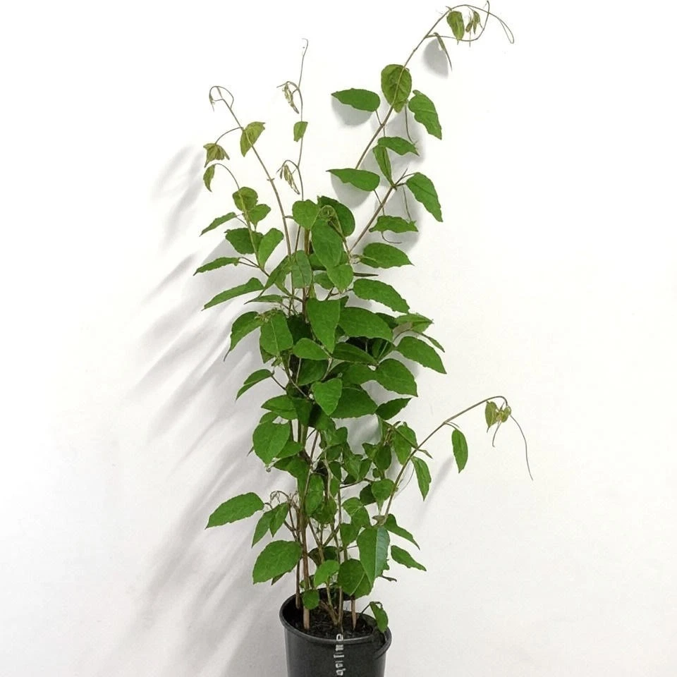 60 Kangaroo Vine Grapes Seeds Garden Fruit Seed Indoor Plant Pot Outdoor - Image 1 of 2