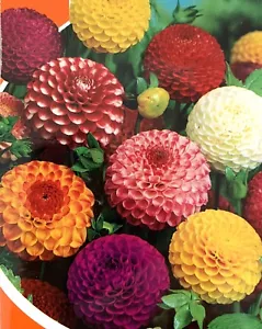 50 x DAHLIA POM POM MIX DOUBLE SEEDS - Picture 1 of 4