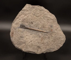  Fossil  Belemnites Jurassic Germany 1734 - Picture 1 of 2