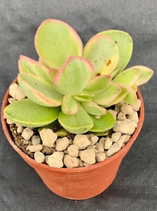 Crassula Geldmaschine Bunt Topf Ø 5,5 - Bild 1 von 1