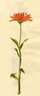 Częsty nagietek (Calendula officinalis) - malarstwo gwasz z lat 40.
