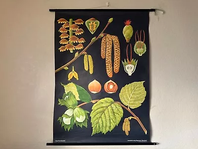 Vintage HAZEL TREE school chart JUNG KOCH QUENTELL COB NUT  BOTANICAL hazelnut - Image 1 of 4