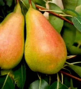 4 CUTTINGS Of Pale Red Barlett Pear Plant No Roots, Sweet Juicy Big Size Pears, - Picture 1 of 2