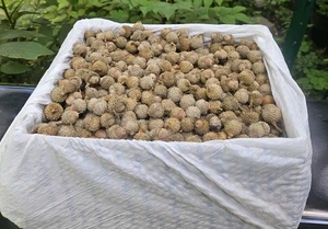 1200 Float-tested, Hand-sorted, Rinsed, Sun-dried MN Burr Oak Acorns 2025 - Picture 1 of 4