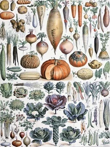 Fliesenwandbild/Mosaik Keramikplatte Gemüse - Adolphe Millot - Botanischer Druck - Bild 1 von 4