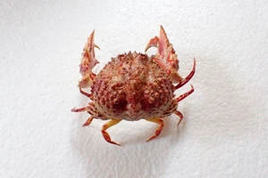 MarineLife Crab Taxidermy - Crab (calappa Sp.) - 117mm - Picture 1 of 4
