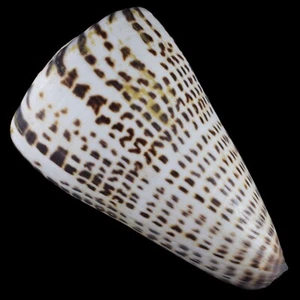 CONUS LITTERATUS Sonderfarbe (Olango Isl., Philippinen) 102,9 mm #44633 - Bild 1 von 4