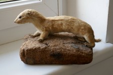 OLD LOVELY *EUROPEAN WEASEL*, TAXIDERMY COLLECTORS, about 1970