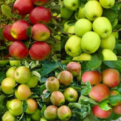 All type of Apple Tree Seeds Planting Fuji Gala Crisp Pink Lady Gold/Red Deli.. - Image 1 of 2