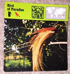 VINTAGE Bird Species CARD - Bird Of Paradise -  1975-1976  PRINTED IN JAPAN - Picture 1 of 4