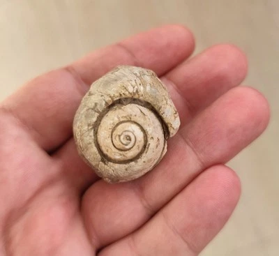 Rare Fossilized Sea Snail - Natural Spiral Gastropod Fossil - Image 1 of 3
