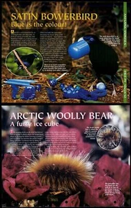 Satin Bowerbird / Arctic Wooly Bear #52 Amazing Animals, Animals, Animals Page - Picture 1 of 1