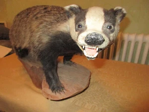 Verkaufe Dachs Präparat, mit offenen Fang auf Baumscheibe. - Bild 1 von 8