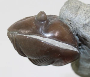 Trilobit, Asaphus expansus, Ordovizium, Ljungsbro, Östergötland, Schweden -c391 - Bild 1 von 9