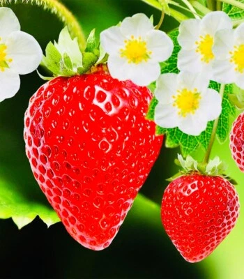 100+ Red Strawberry Fruit Seeds NONGMO Perennial Fresh Harvest USA - Image 1 of 2