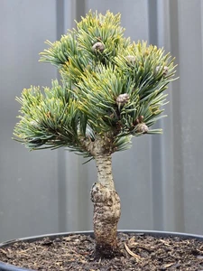 π―π΅ Japanese Red Pine "HAGOROMO" SHOHIN BONSAI π FREE EXPRESS POST - Picture 1 of 5