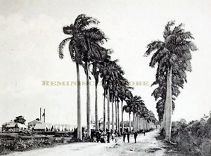 Havana "Palm Avenue leading to Las Delicias" © 1900 reprint - Picture 1 of 1