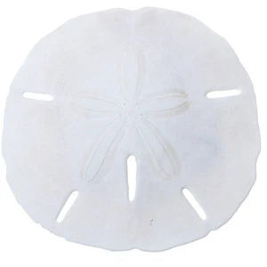 50 Round Sand Dollars Real Natural Decor Shells Bulk Lot .5-.75" (Set of 50) - Picture 1 of 1