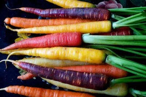 Zanahoria Rainbow Mix - 100+ semillas - ¡COLORIDA y FINA! R 011 - Imagen 1 de 1