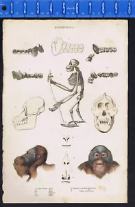 Quadrumana, Orang Outang (Orang-Utan), Schädel, Kopf - 1835 Behälter - Bild 1 von 1