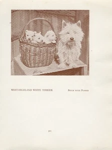 WEST HIGHLAND WHITE WESTIE TERRIER OLD VINTAGE 1934 NAMED DOG SEPIA PRINT PAGE - Picture 1 of 1