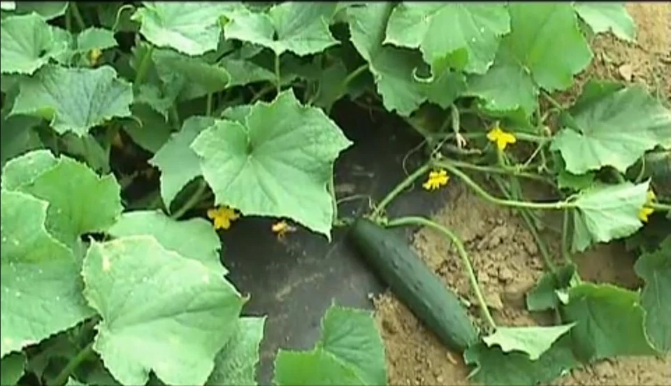 Cucumber Seeds Marketmore 76 Slicing Variety - Garden Vegetable Seeds GMO FREE - Image 1 of 1