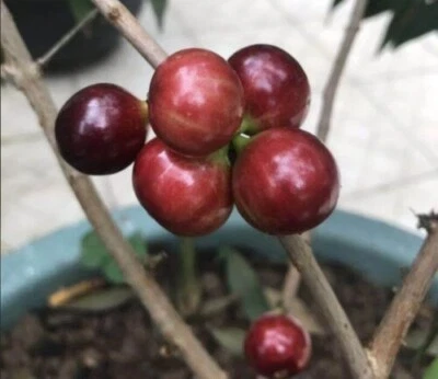 Plinia cauliflora "Acu Paulista of Otto Anderson" - Image 1 of 3