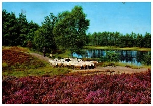 Holiday Hotel De Waterput Sheep Herd Scheibaan, Postcard Postmarked 1977 - Picture 1 of 2