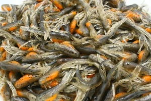 2" Crawfish Minnow Tubes Hollow Fat Belly Crappie Panfish Fishing Baits - Picture 1 of 1