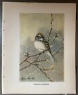 Vintage Bird Illustration Chipping Sparrow Color Print by Allan Brooks 1934 CUTE