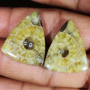 100% Natural AMMONITE FOSSIL Pair Cabochon Gemstones 42.15 Cts 20x25x4 mm CS_842 - Picture 1 of 7