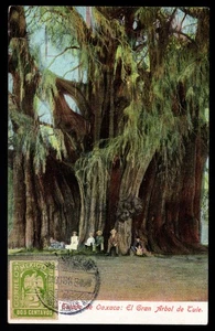 MEXICO - OAXACA, EL GRAN ARBOL DE TULE BY J. KAISER - Picture 1 of 2