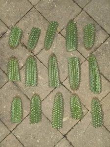 Echinopsis Spachiana .sp/Golden Torch Column Cactus/Gorgeous Flowers 10-15cm TIP - Picture 1 of 6