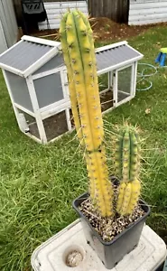 Judith #1 Established & Advanced Cactus. Very Cool Plant - Picture 1 of 5