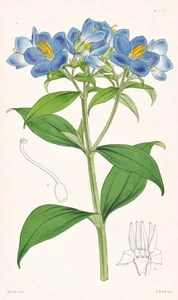 Exacum Zeylanicum Sri Lanka Botany Flower Botany Lithograph Curtis 4423 - Picture 1 of 1