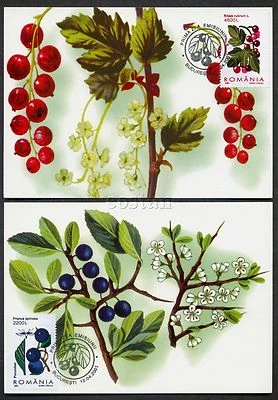 2001 Forest Fruits,Frutti,Berry,Wald Früchte,Foret,Romania,5567=4 FDC maxi cards - Image 1 of 2